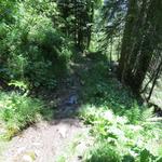 oberhalb von Les Têtes führt der nun schlechter Wanderweg, steil durch den Wald