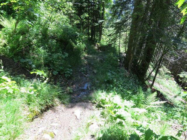 oberhalb von Les Têtes führt der nun schlechter Wanderweg, steil durch den Wald