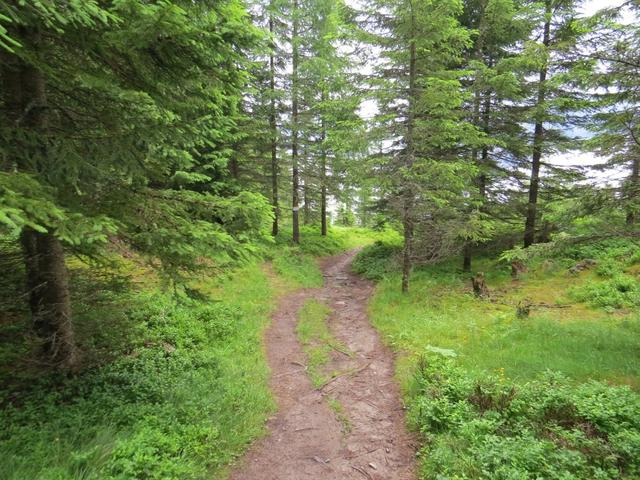 ein schöner Waldweg...