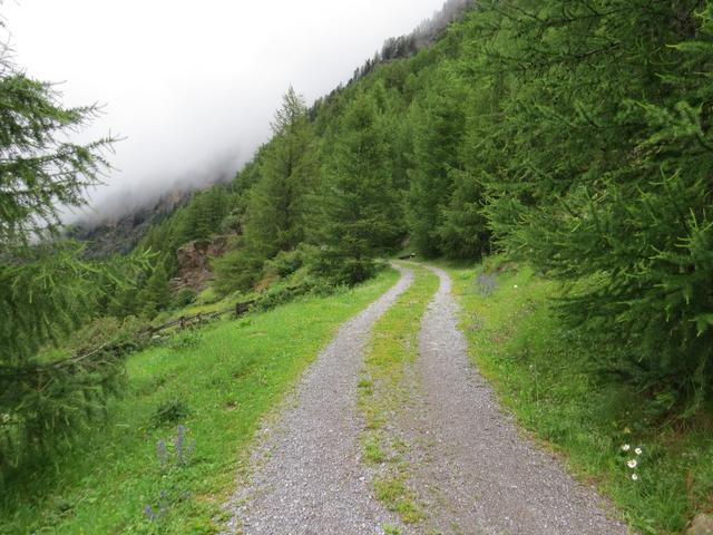 der E5 führt uns zuerst über eine breite Waldstrasse