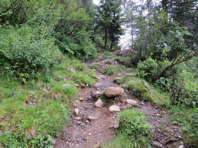 auf einem einfachen Waldweg gewinnen stetig leicht an Höhe