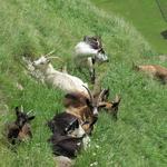 Bergziegen versperren den Weg