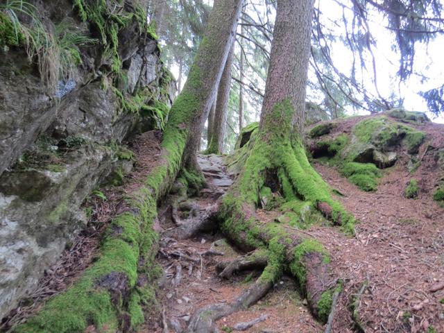 der Weg führt durch den Wald, stetig leicht abwärts