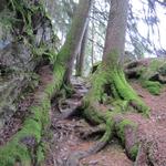 der Weg führt durch den Wald, stetig leicht abwärts