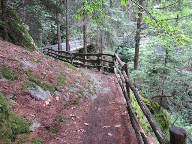 wir wandern durch einen dichten Wald