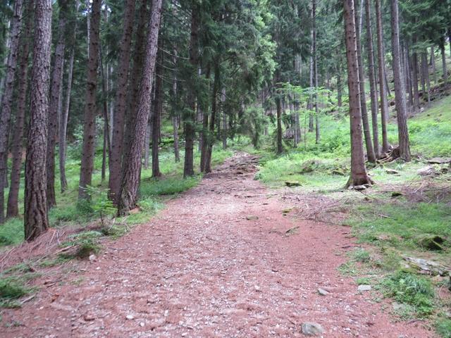 der Waldweg führt endlos aufwärts