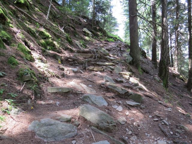 es geht wieder durch den Wald steil und endlos aufwärts