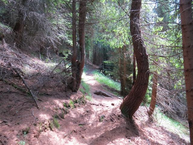 unerbittlich windet sich der Weg bergaufwärts durch den Wald