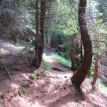 unerbittlich windet sich der Weg bergaufwärts durch den Wald