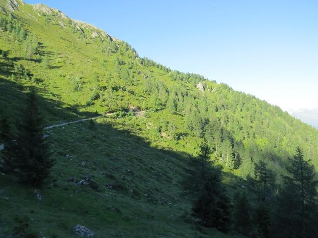 der Weg führt durch einen schönen Lärchenweg