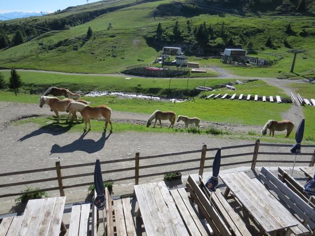 vom Balkon aus, können wir schöne Haflinger Pferde bestaunen