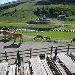 vom Balkon aus, können wir schöne Haflinger Pferde bestaunen