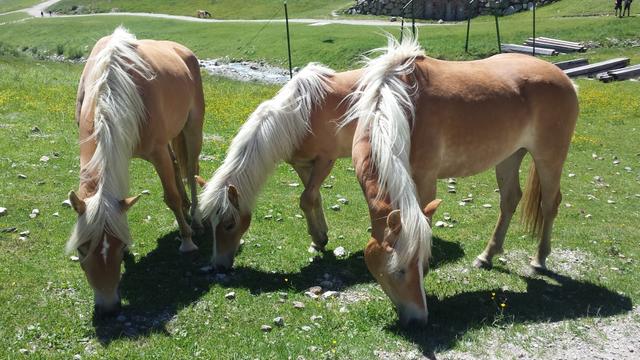 auf der ganzen Alp laufen die Haflinger Pferde frei herum