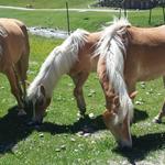 auf der ganzen Alp laufen die Haflinger Pferde frei herum