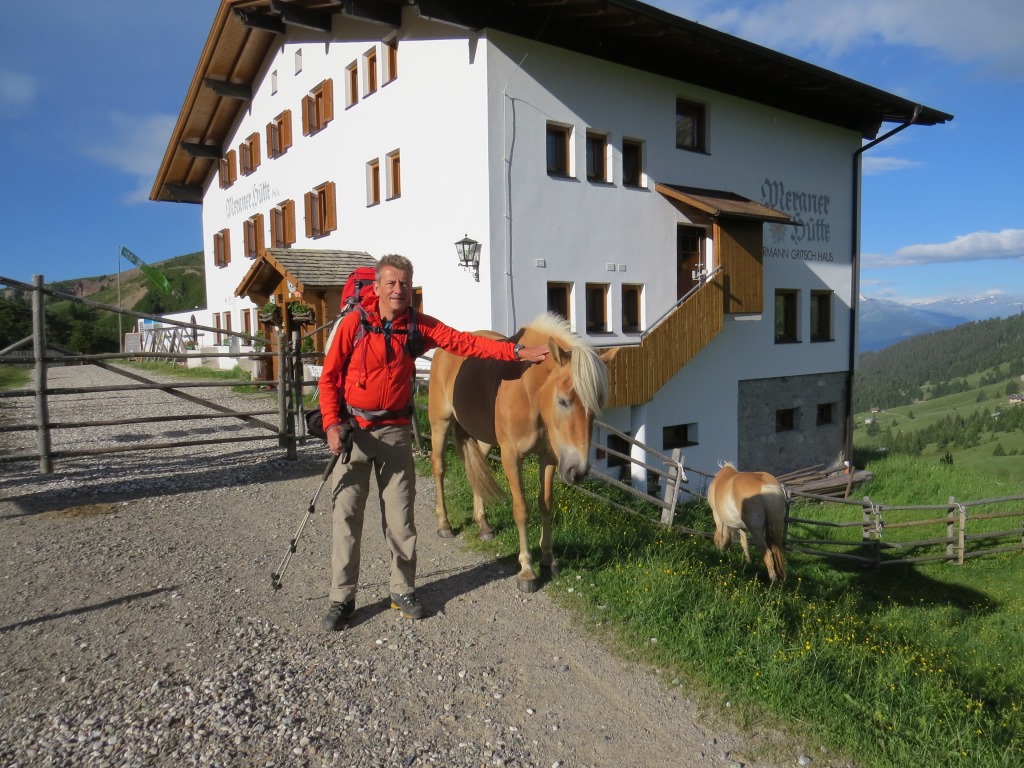 die Halflinger Pferde sind richtig zutraulich