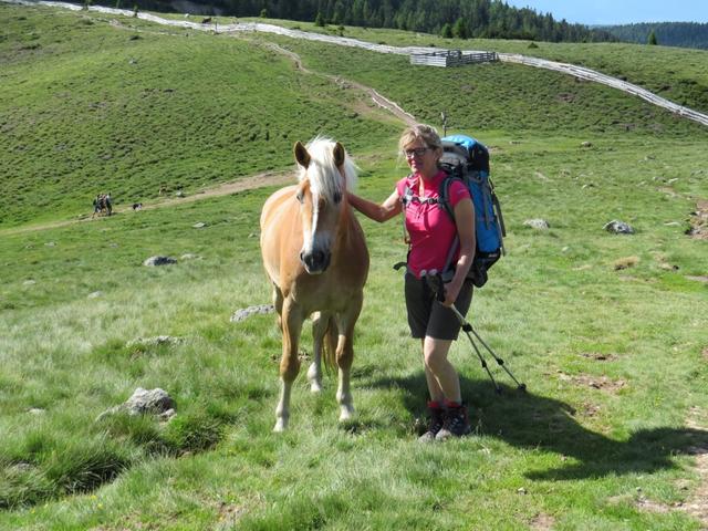 immer wieder treffen wir auf Haflinger Pferde. Das Dorf Hafling ist ja nicht weit weg