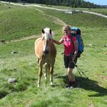 immer wieder treffen wir auf Haflinger Pferde. Das Dorf Hafling ist ja nicht weit weg