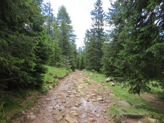 über einen steinigen Waldweg geht es abwärts Richtung Möltner Kaser