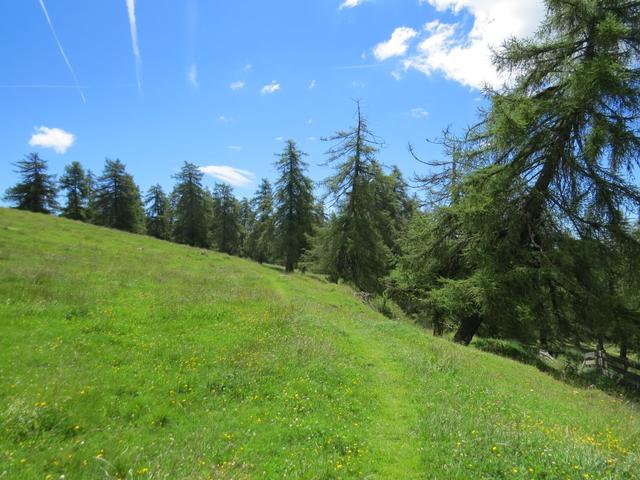 ... über Weiden und Lärchenwälder. Eine friedliche Atmosphäre umgibt uns