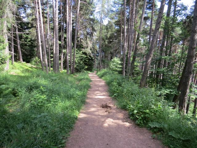 der Weg führt uns nun durch einen dichten Wald...