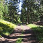 der Wanderweg führt uns nun durch einen Wald