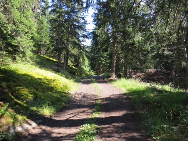 der Wanderweg führt uns nun durch einen Wald