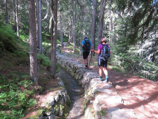die mit minimalem Gefälle schöne Suone, führt uns über Punkt 1777 m.ü.M. durch einen dichten Wald
