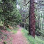 der Wanderweg führt uns nun aufwärts durch einen Lärchenwald. Die ersten grossen Lärchen sind erkennbar