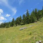 ... dass hier die ältesten Lärchen Europas wachsen