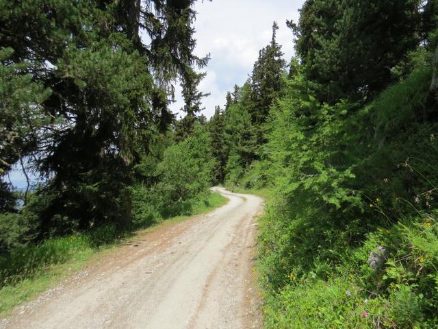 über eine breite Forststrasse, geht es mit schnellen Schritten, zur Bergstation der Tracouet-Seilbahn