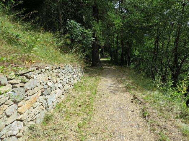 wir tauchen in einen kleinen Wald hinein. Sofort werden wir von einem Vogelkonzert empfangen