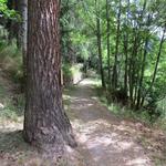 Tannen und Lärchen wechseln sich ab