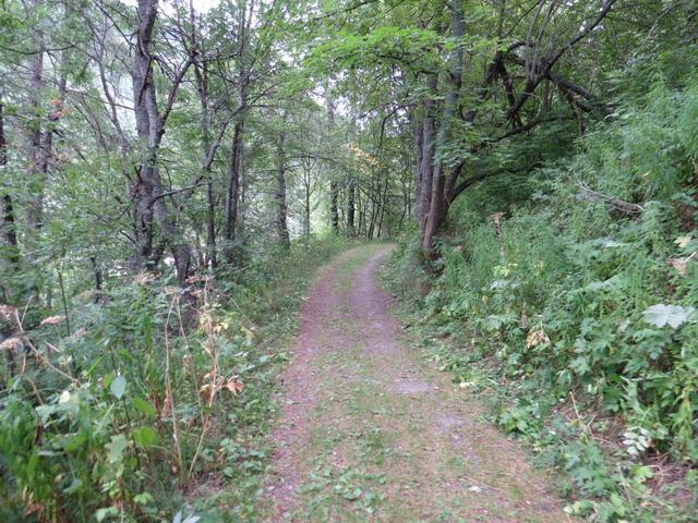 über einen breiten Waldweg verlassen wir Etroubles