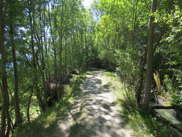 angenehm schattiger Wald umgibt uns