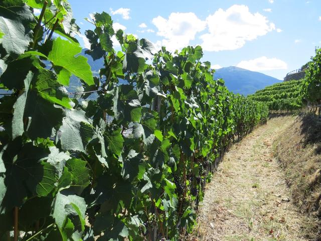 der Weg führt uns nun durch Weinberge