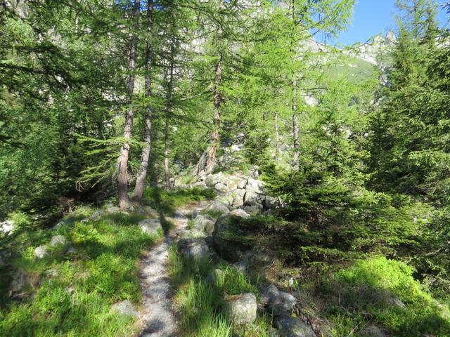 steil und abwechslungsreich führt der Bergpfad uns nun durch einen lichten Lärchenwald...