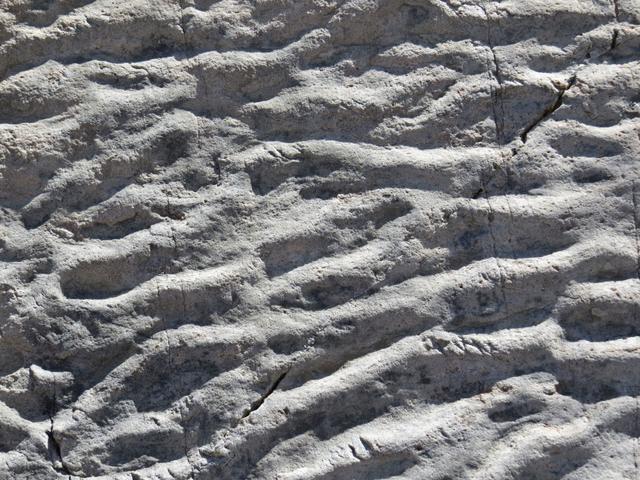 ...im Sand und im Schlamm am Rand eines Meeres