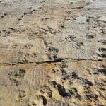 wir sind fassungslos. Vor über 200 Millionen Jahren sind hier Dinosaurier vorbeigelaufen