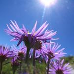 zwischen Alpen-Aster schauen wir hinauf zum blauem Himmel