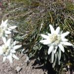 ... und Edelweiss