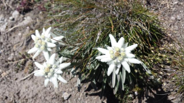 ... und Edelweiss