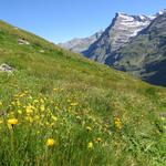 die Blumenpracht auf diesem Höhenweg ist einfach umwerfend