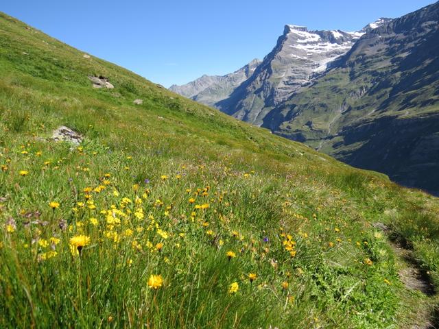 die Blumenpracht auf diesem Höhenweg ist einfach umwerfend