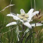 überall ist der Edelweiss zu erkennen