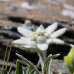 und immer wieder Edelweiss