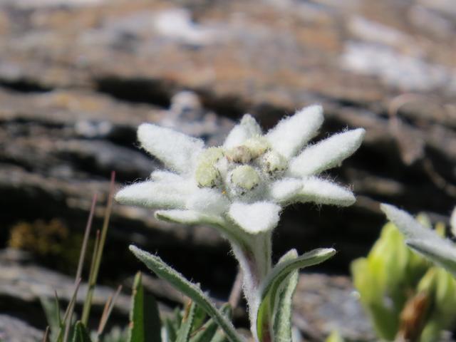 und immer wieder Edelweiss