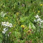 Edelweiss so weit das Auge reicht