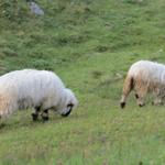 Schwarznasenschafe sieht häufig im Wallis