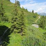 durch eine wunderschöne Wald- und Wiesenlandschaft...