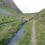 der Wanderweg umgeht ein Hügel 2310 m.ü.M. mittels einem Rechtsbogen...